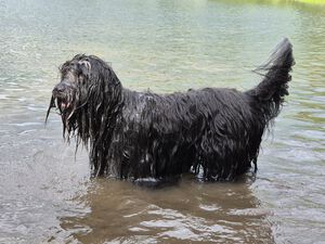 Schapendoes Gijsje-Bas van de Roeskebeer